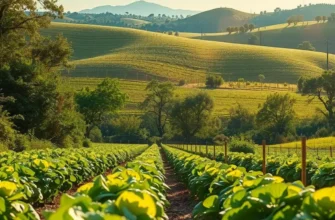 A lovely sun-drenched field showcasing vibrant organic produce, symbolizing the global heritage of rice dishes.