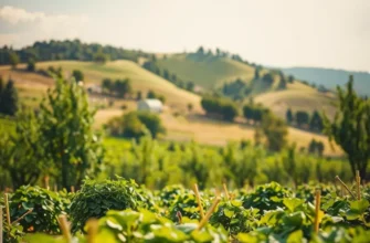 A stunning sunset over a field filled with vibrant organic vegetables and fruits.