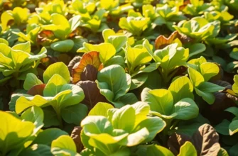 Photorealistic image of a sunlit field with fresh salad greens growing in a natural setting.